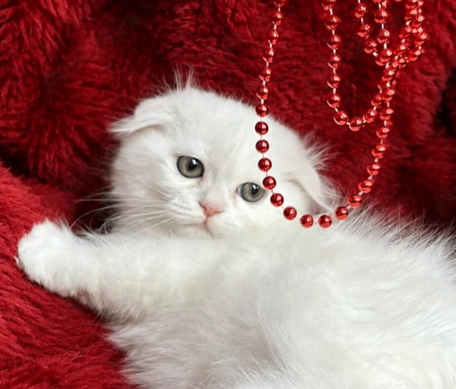 Pisicuță albă Scottish Fold Longhair, cu Pedigree