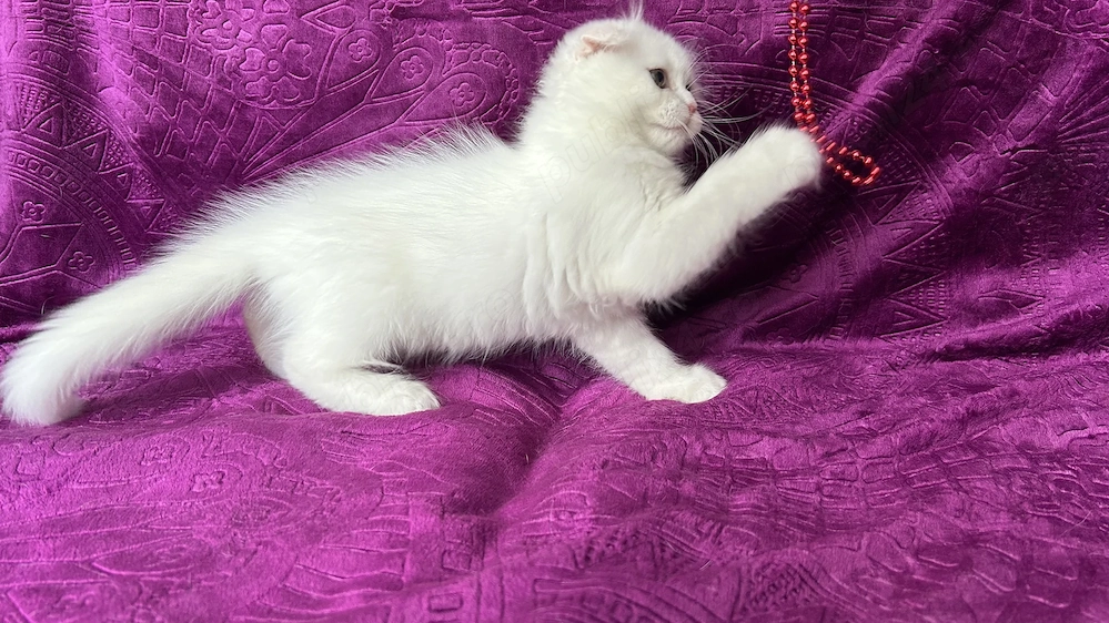 Pisicuță albă Scottish Fold Longhair, cu Pedigree