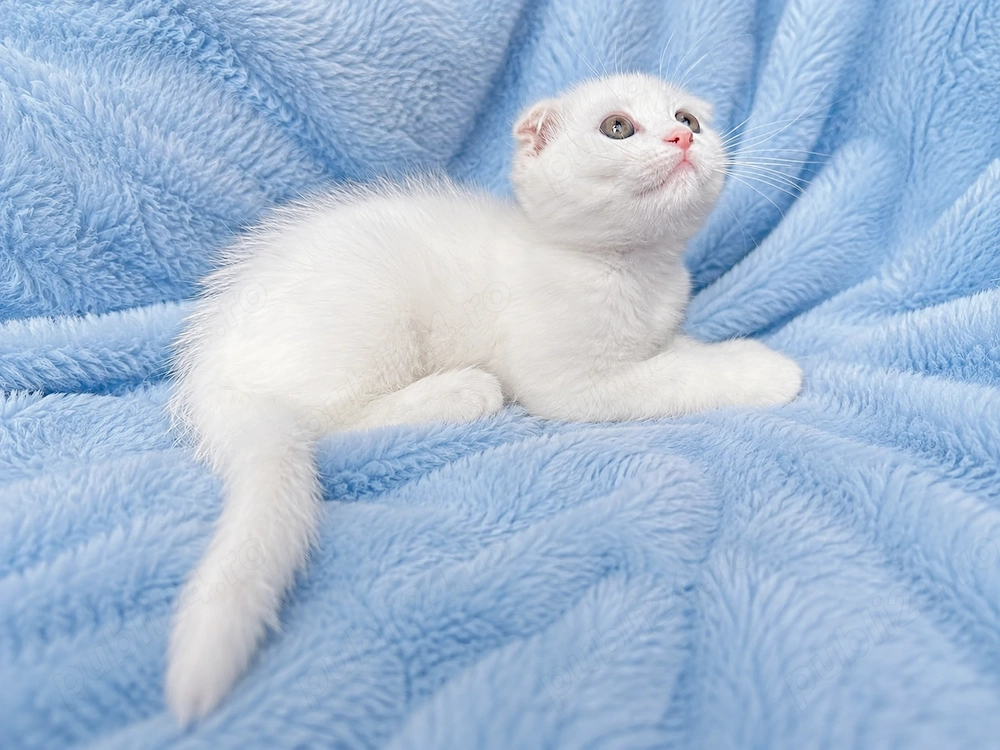 Motănel alb Scottish Fold, cu Pedigree
