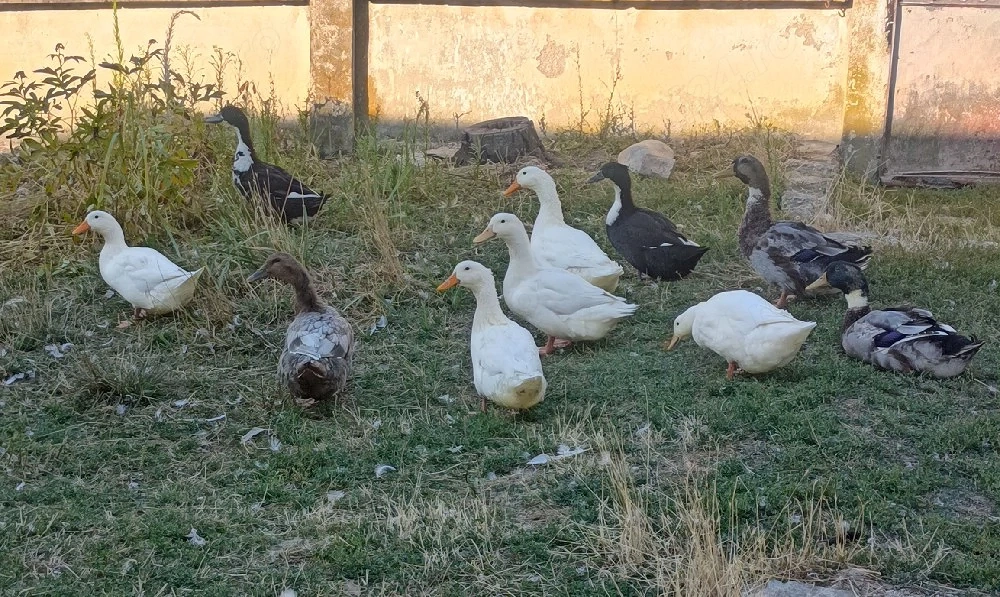 Vând păsări crescute la curte