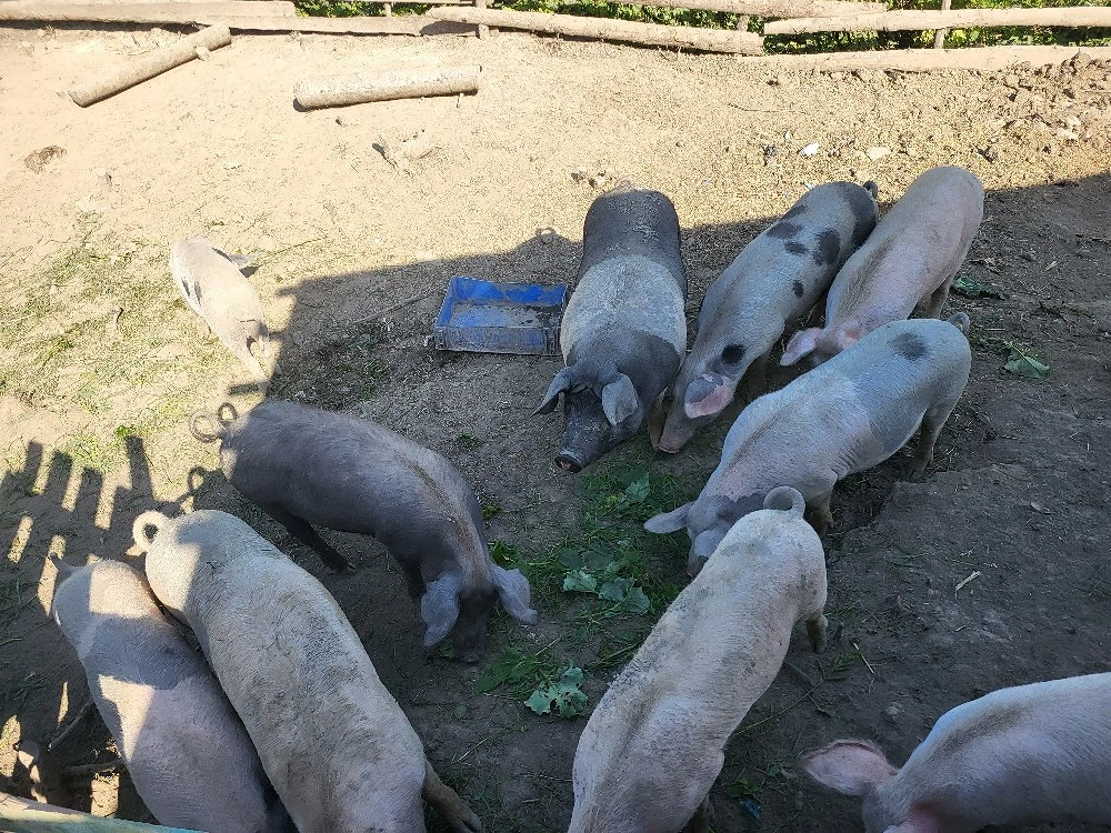 vand porci