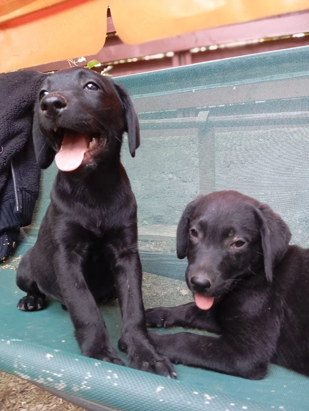 Puiuț Labrador 