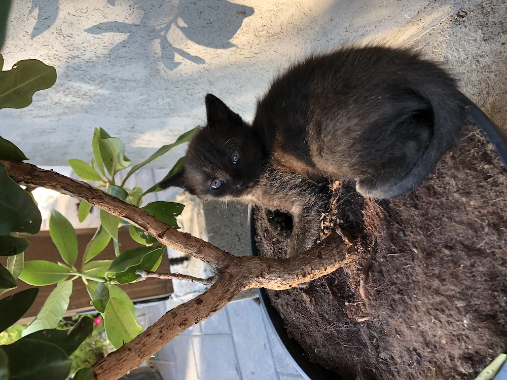 Puiuți de pisică spre adopție