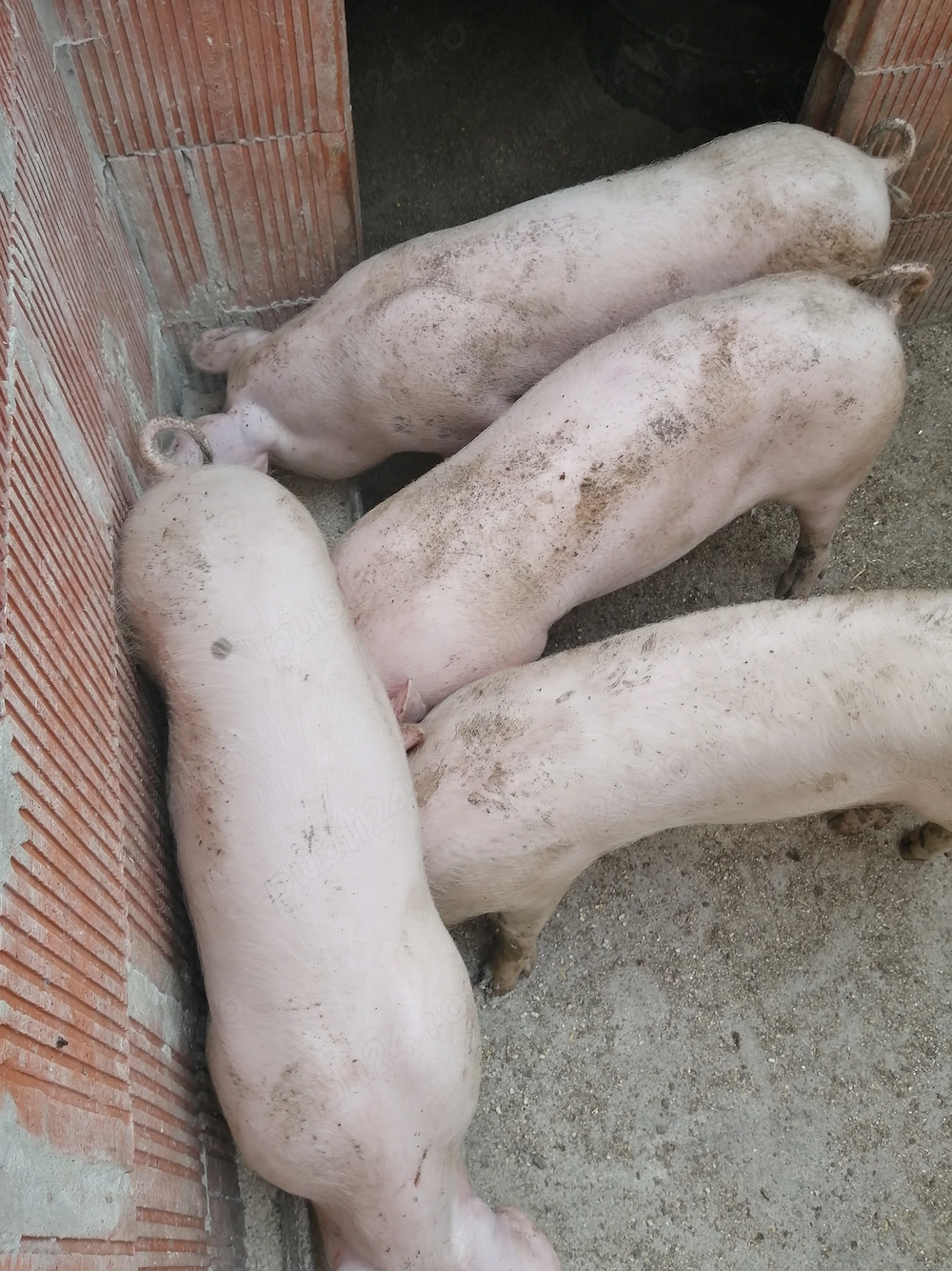 4 purcei de vanzare