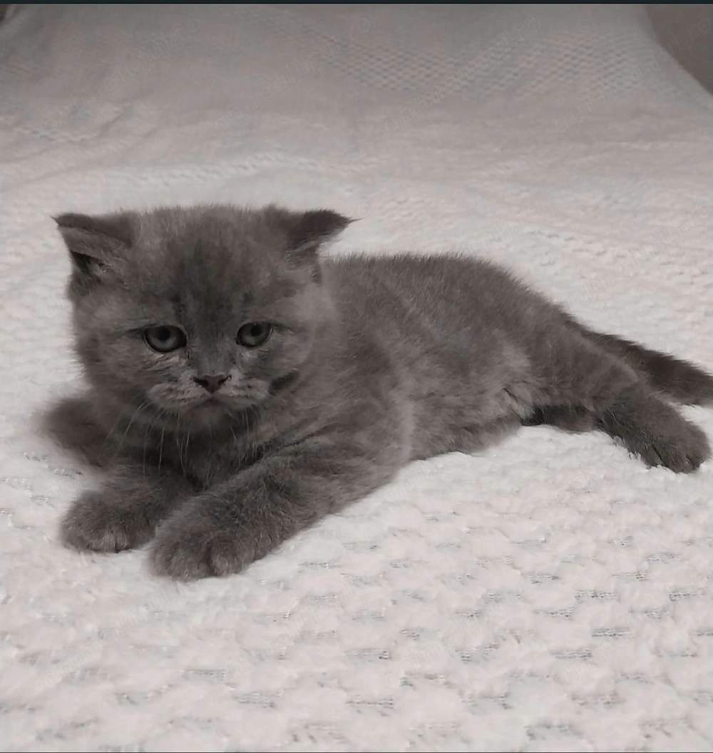 Vând pisicuța British Shorthair Blue 