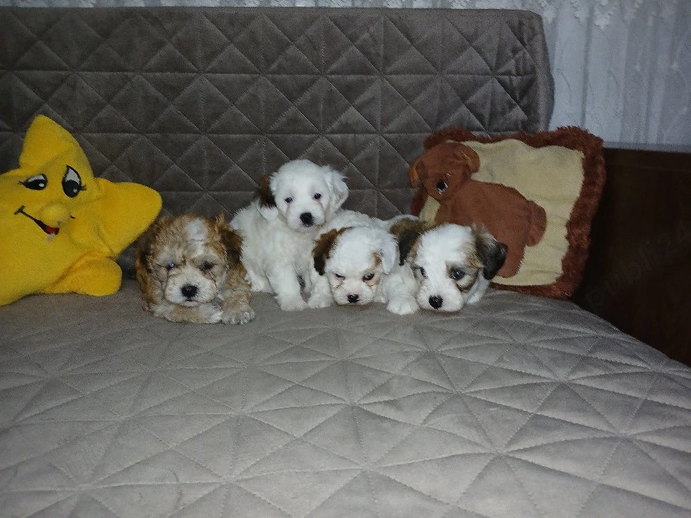 vand bichon maltez