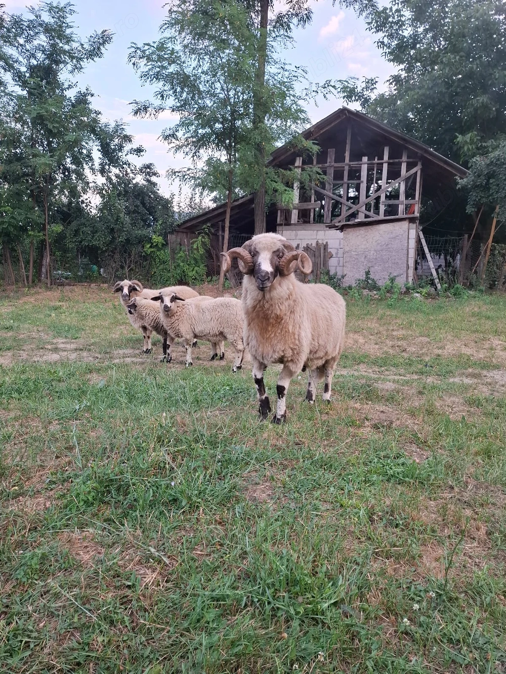 Vand berbec de origine adus de la Hațeg 