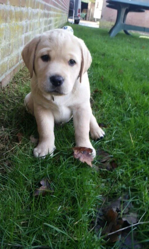 Labrador băieței și fetițe 