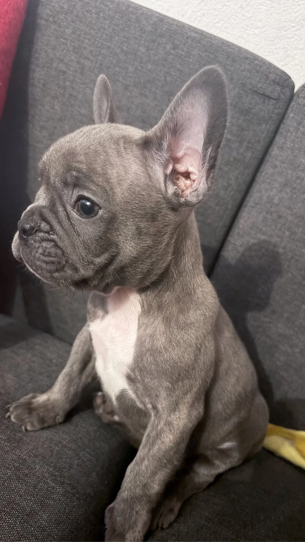 Pui de buldog francez cu pedigree 
