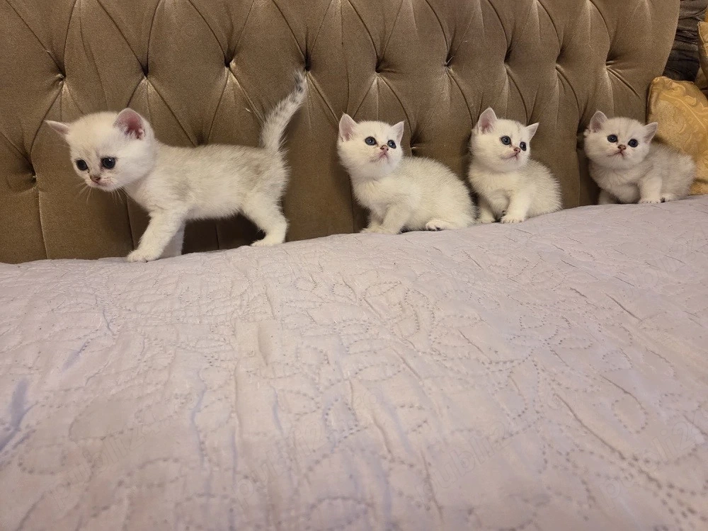 British Shorthair Silver Chinchilla