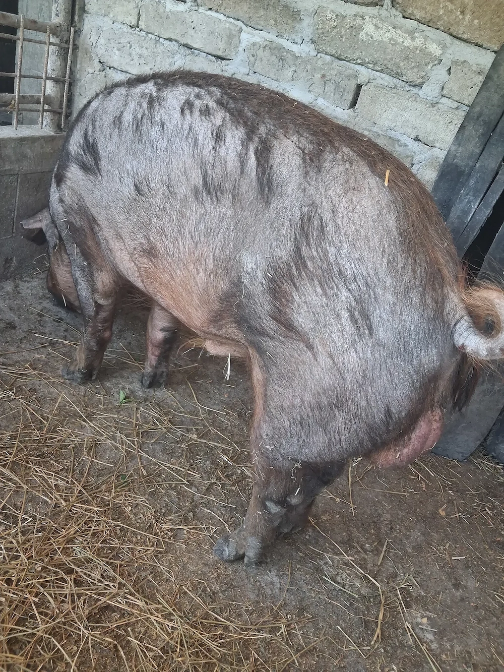 vier duroc de vanzare 1 an jumate 