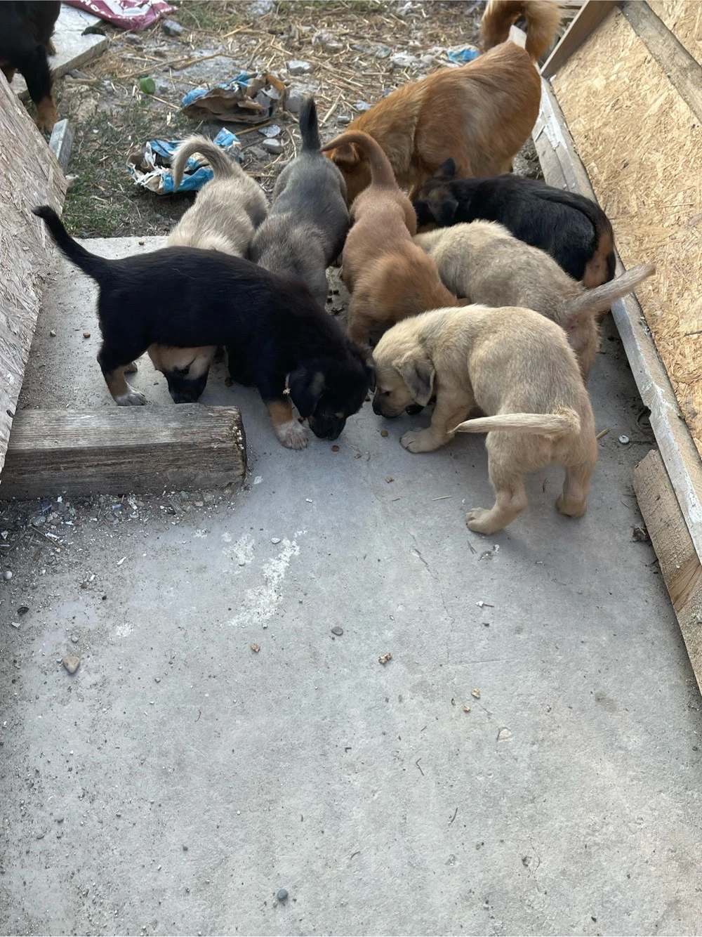 Spre adoptie 3 băieți si 4 fete 
