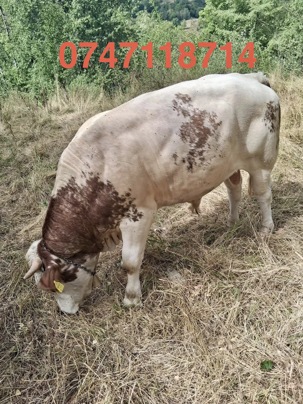 Vând taur. Detalii la numărul de telefon