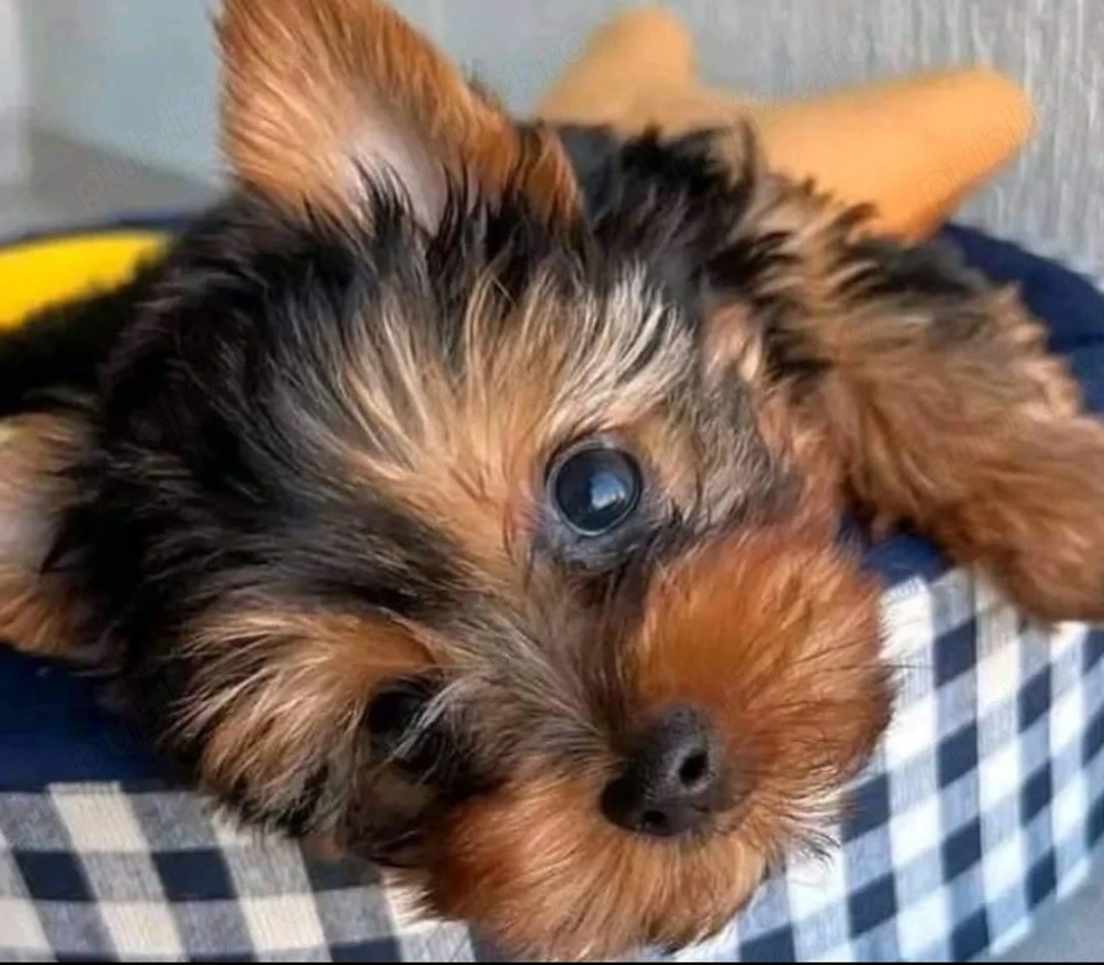 Yorkshire terrier talie mica