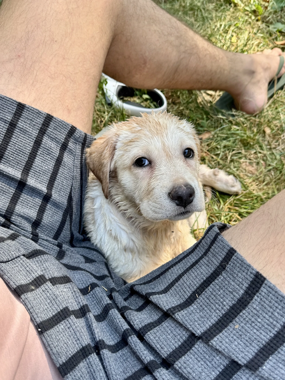  Două puiuțe Labrador își caută familii iubitoare 
