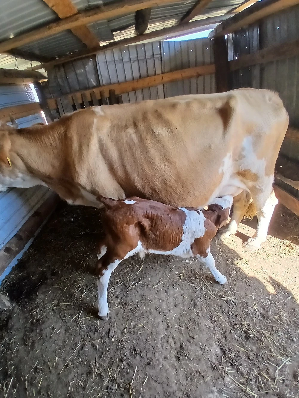 vaca de vânzare 