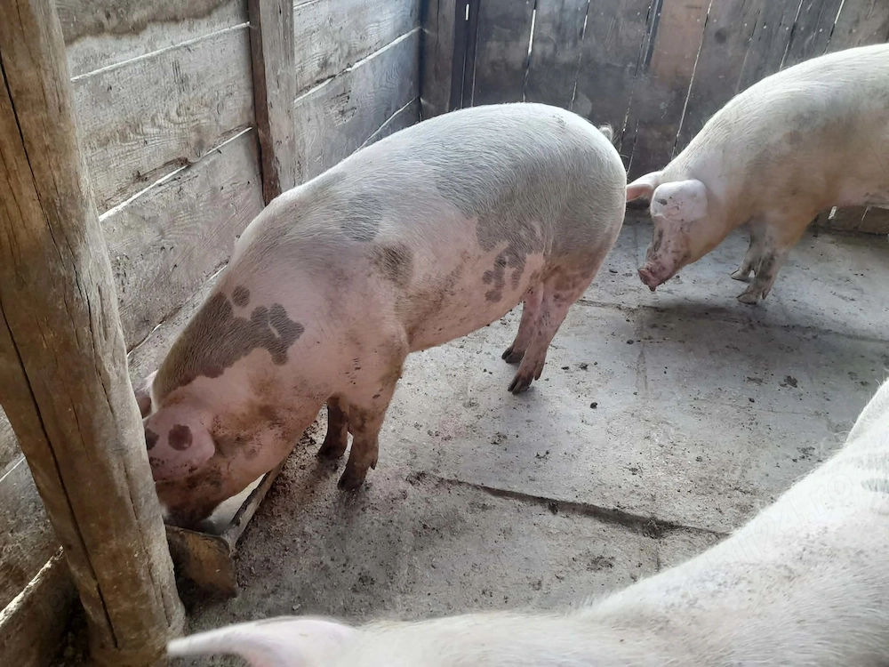 Porc de carne de vanzare