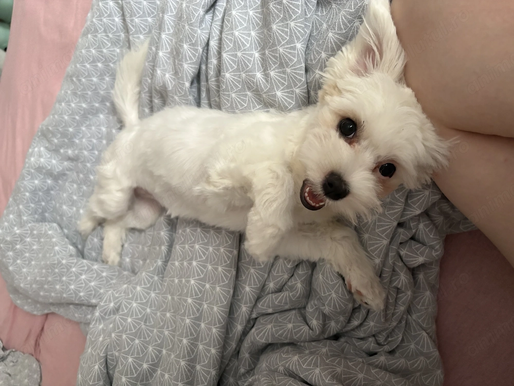Catelusa bichon maltez 