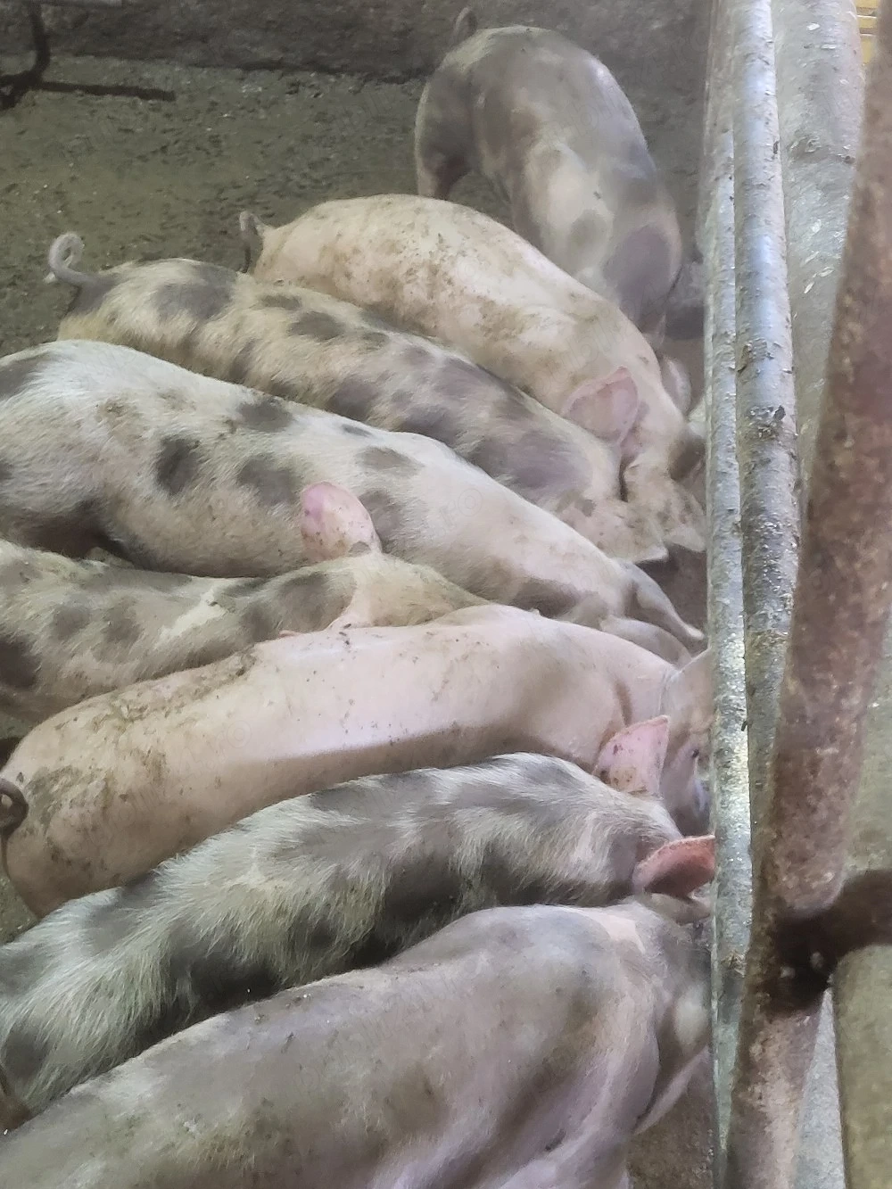 purceii de vânzare azi ofertă 2800 lei
