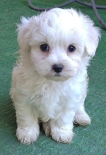 Catelus Bichon Maltez 6 saptamani