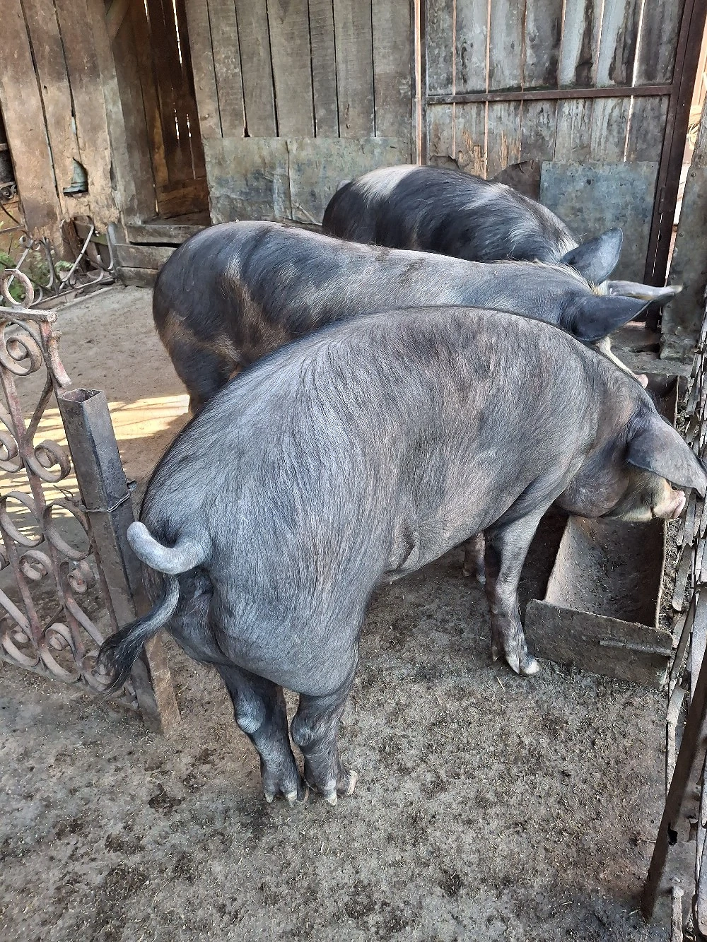 Vînd trei porci în comuna Șeica Mare județul Sibiu mai multe detalii în privat 