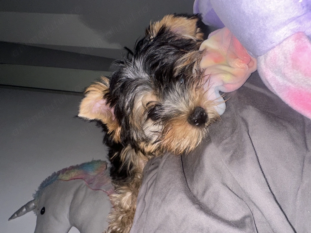 pui yorkshire terrier