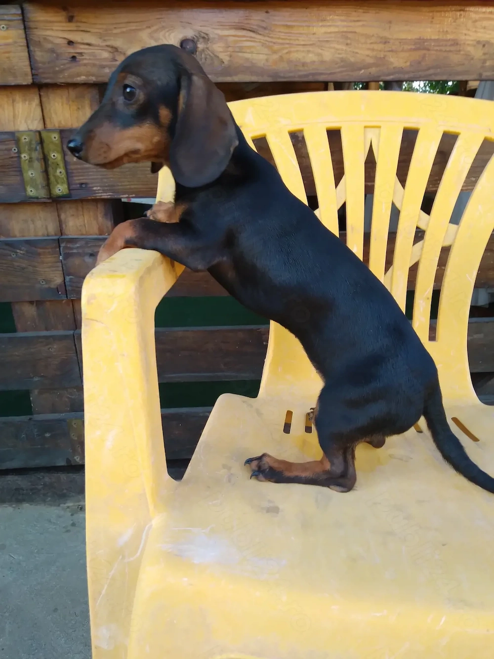 Teckel negru cu pete de foc