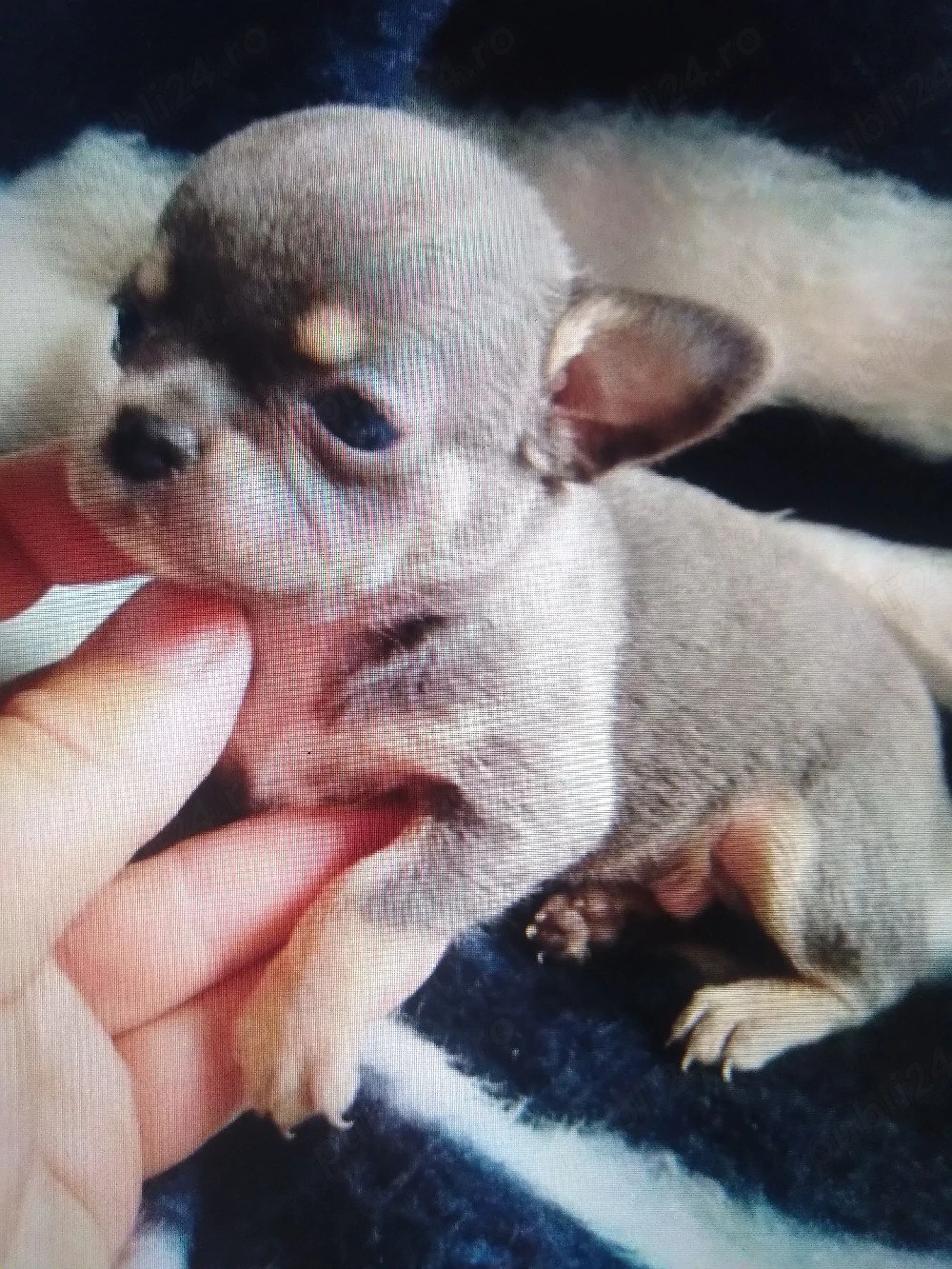 chihuahua 