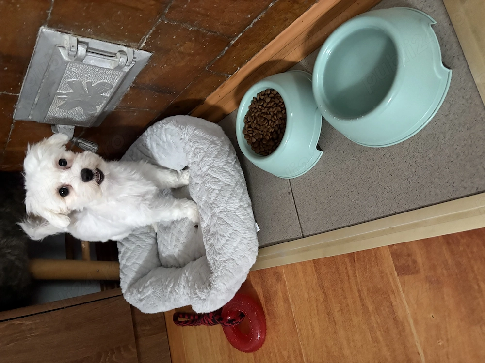 Vand catelusa bichon maltez 