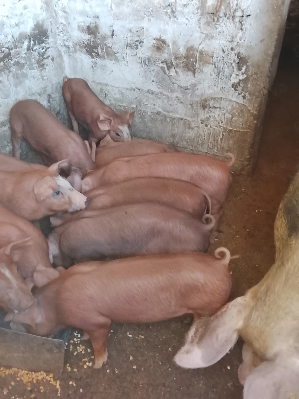 Vând purcei pietran cu duroc