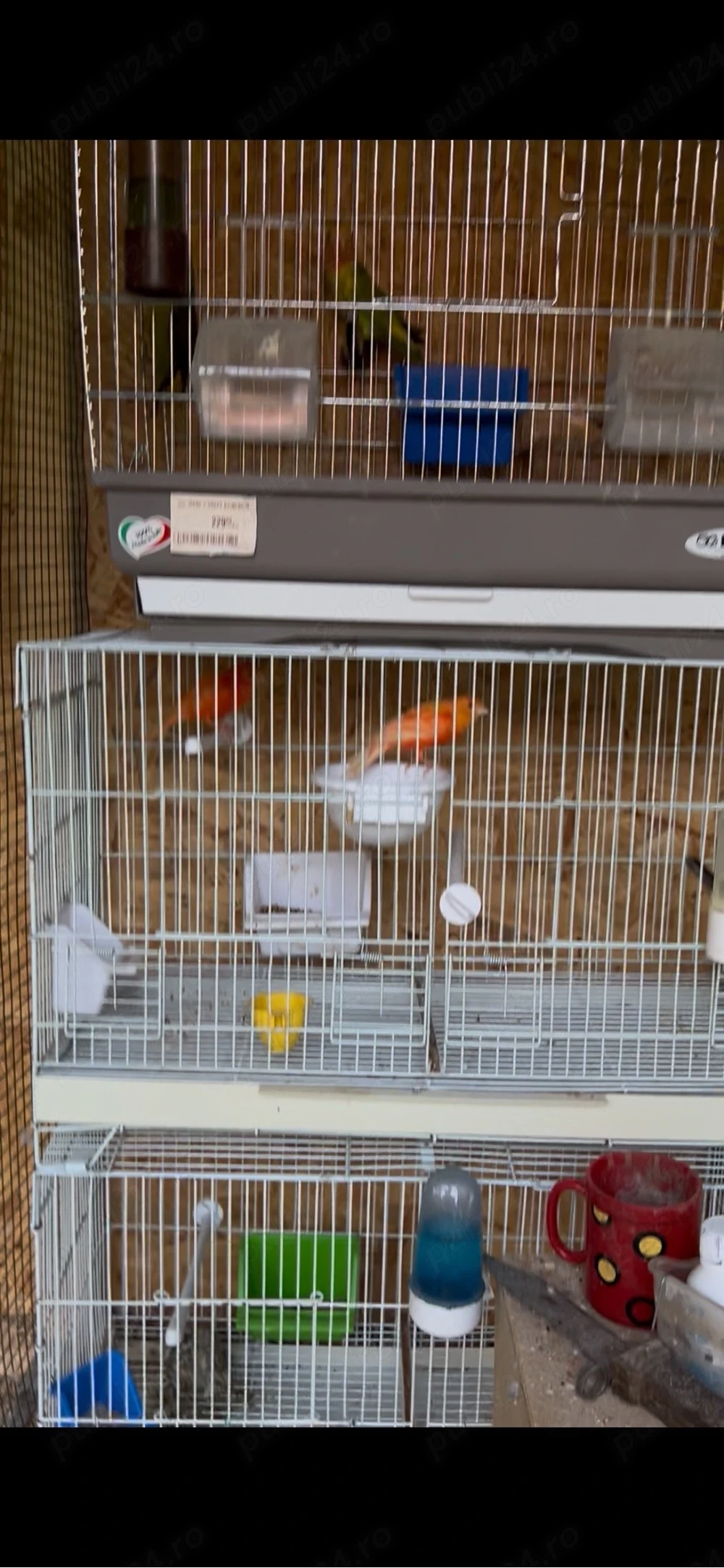 canari de vanzare 
