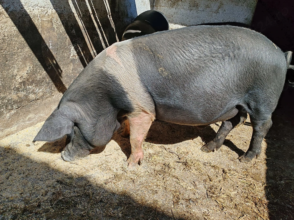 Porci bazna