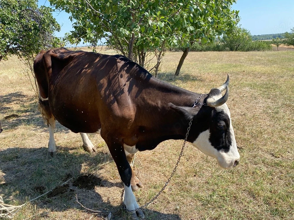 vaca romaneasca