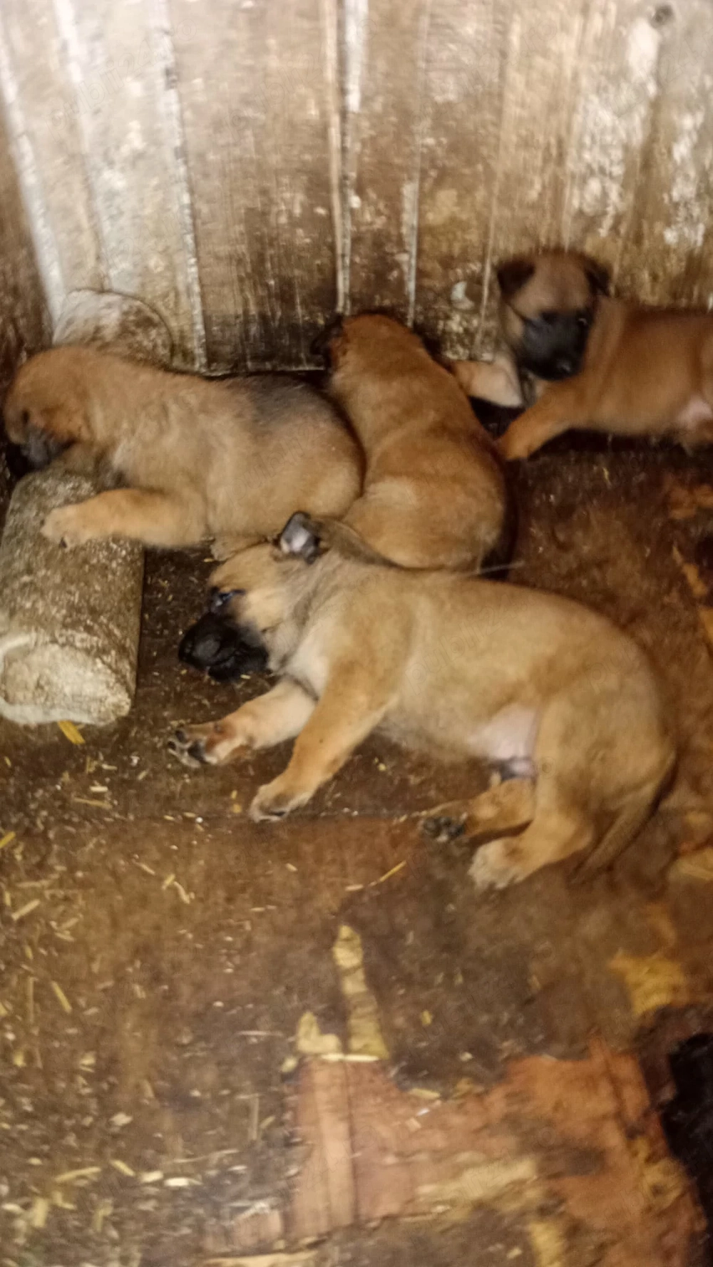 Pui ciobanesc belgian malinois originali
