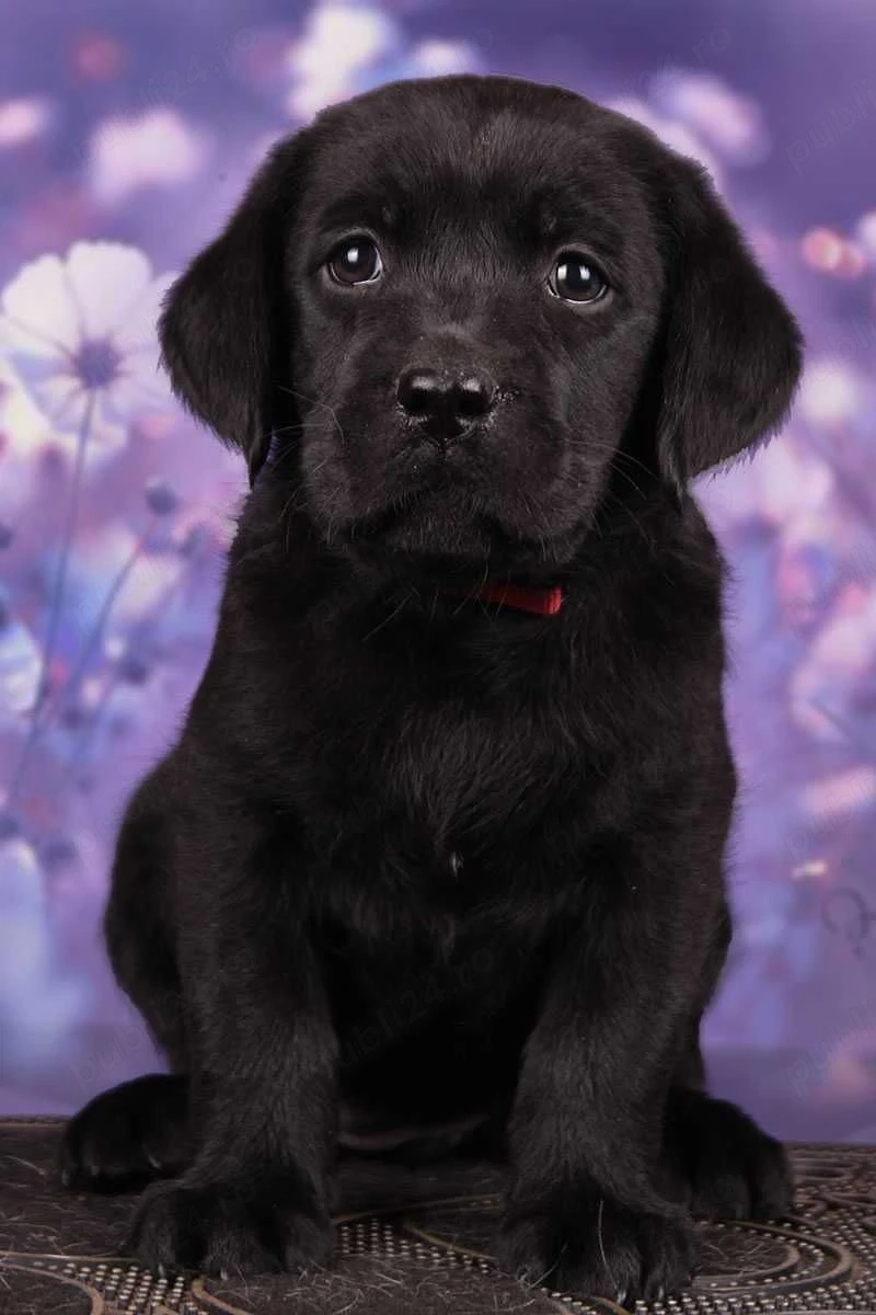 Labrador baieței și fetițe 