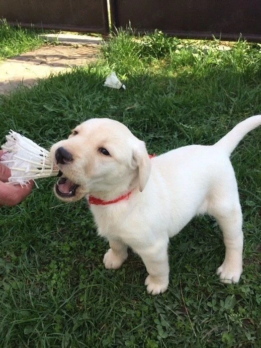 Labrador retriever puiuți