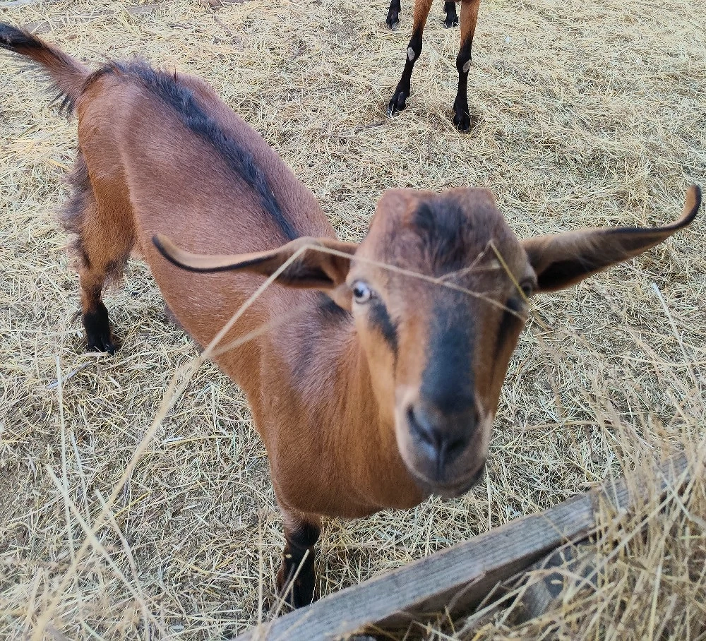 vand tapisor metis de anglonnubian cu alpina franceza!