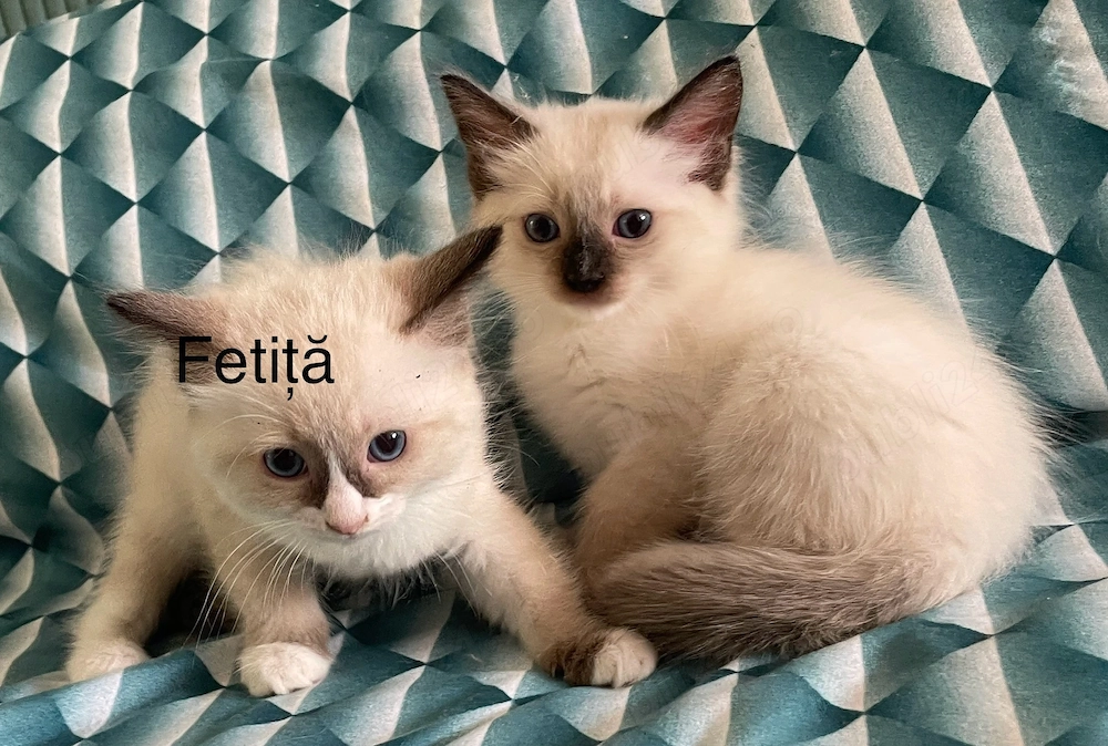 Puiuti ragdoll 8 saptamani isi cauta căsuța noua