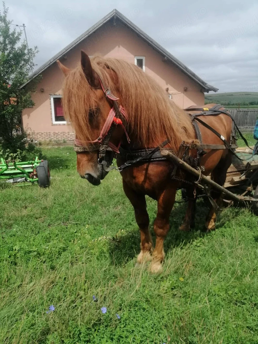 armasar de vanzare