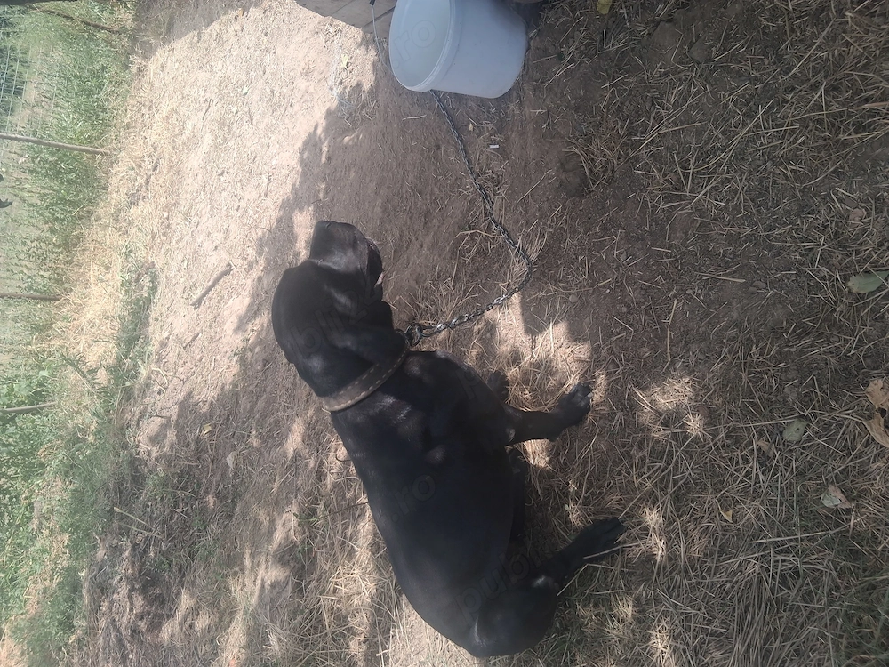 Femelă Cane Corso