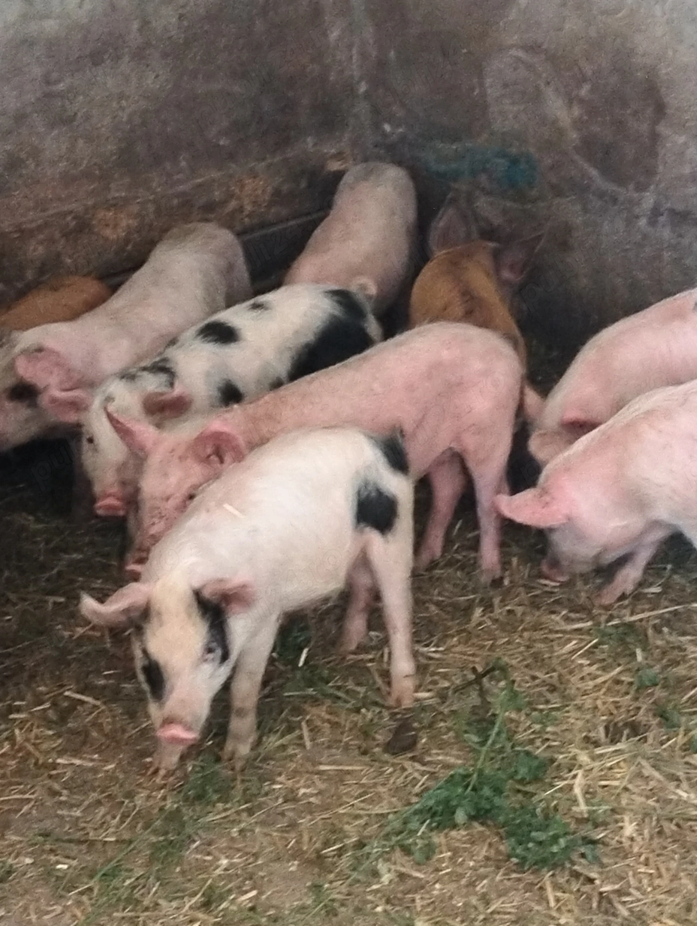 Purcei de 8 săptămâni 