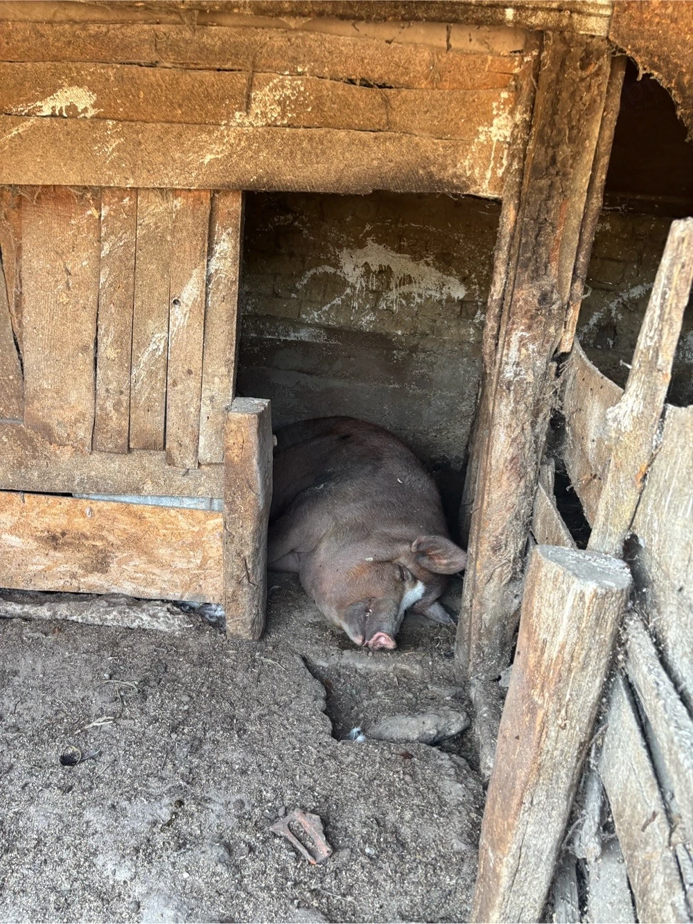 Vand Porc de carne castrat 400kg aprox