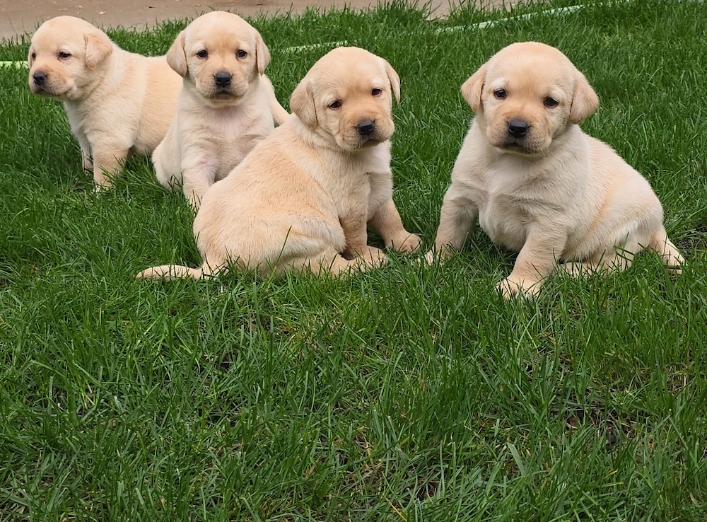 Labradori Retrieveri pui