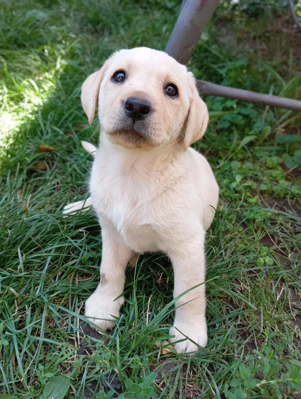 Femelă labrador puiuț 
