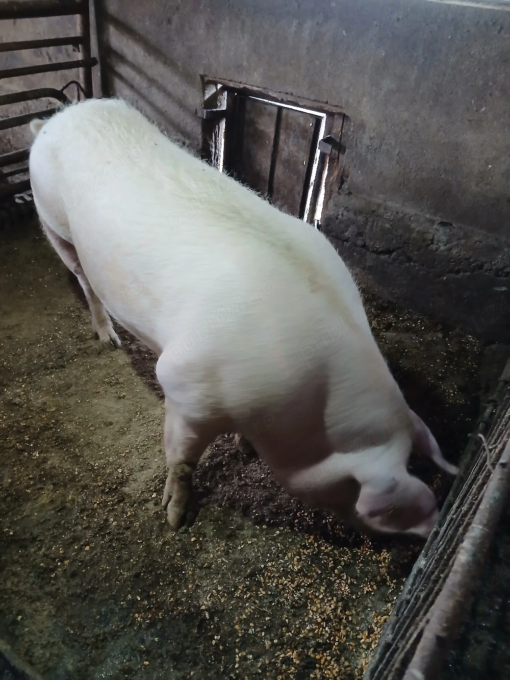 Vând porci