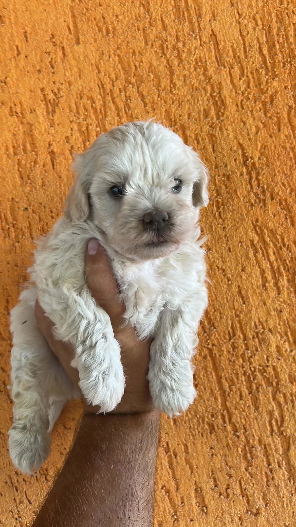 Bichon maltez ne căutăm căsuță 
