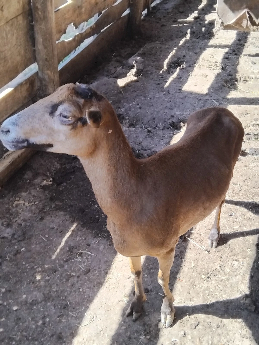 oaie de camerun