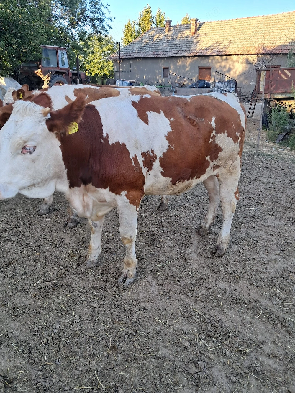 Vitei de vanzare, intre 200-300 kg buc