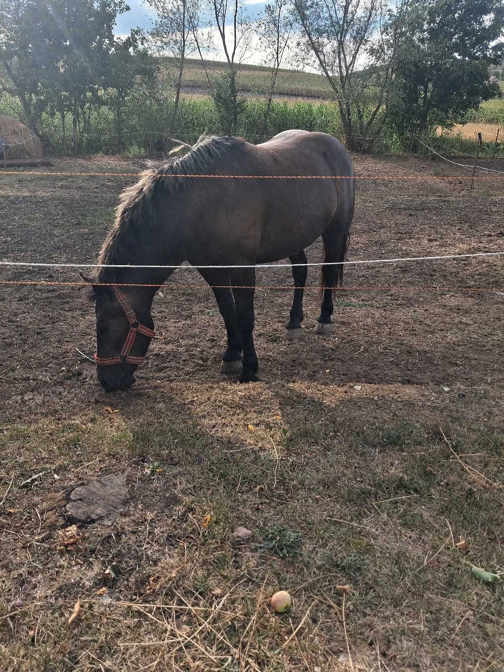 vând mânză! 