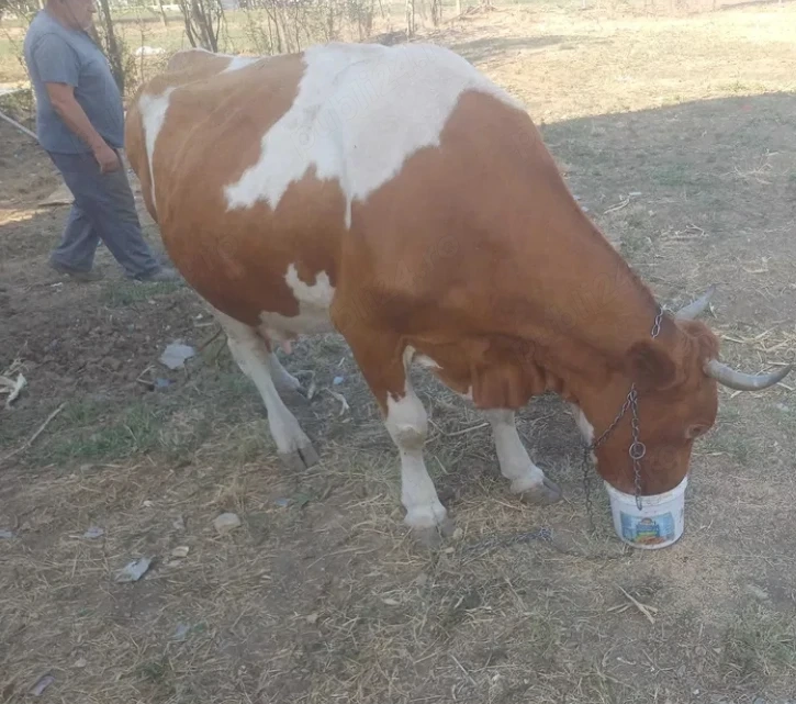 vand vaca baltata romaneasca